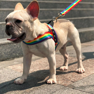 Rainbow Nylon Dog Leash with T-Type Chest Harness null