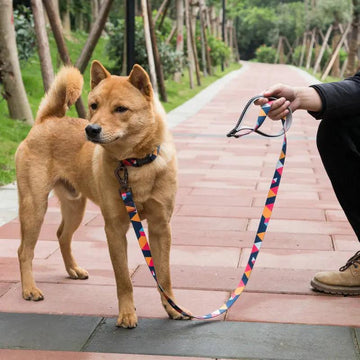 Durable Polyester Dog Leash with Zinc Alloy Fittings null