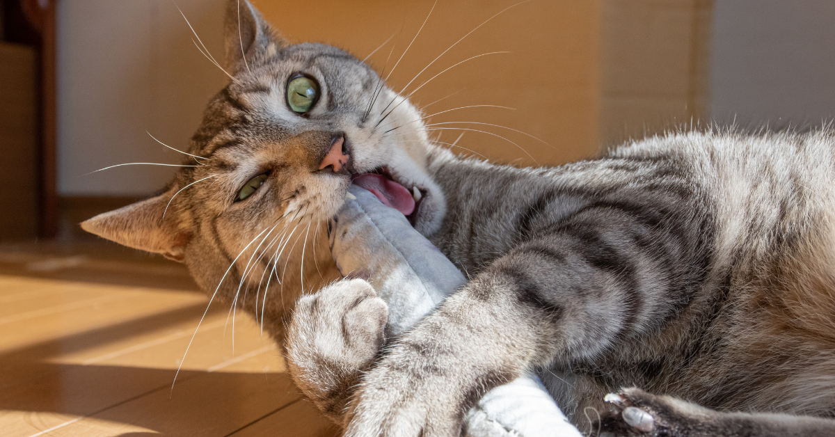 slider image 1621243260e1af0c20-1