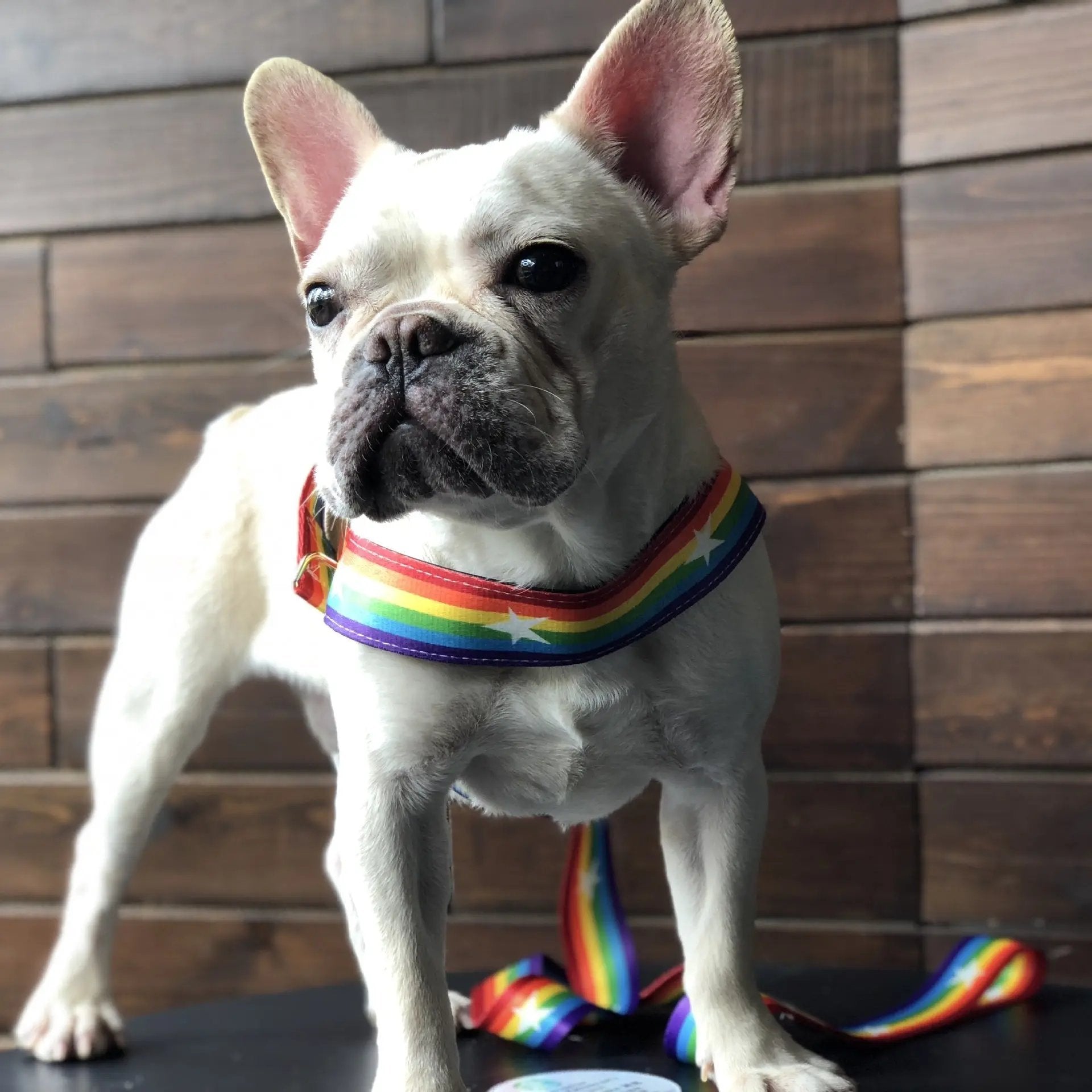 Rainbow Nylon Dog Leash with T-Type Chest Harness null