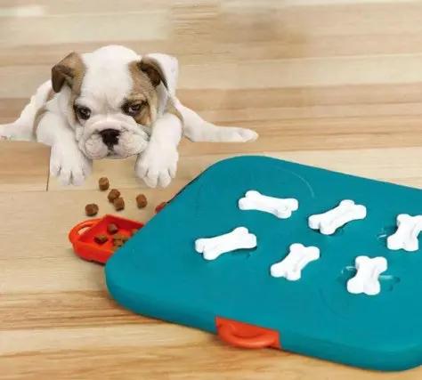Pet Treasure Hunt Puzzle Toy null