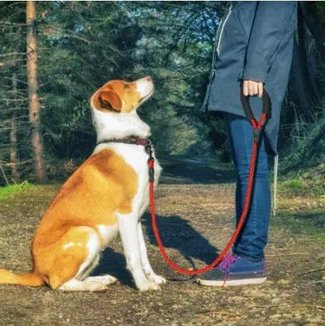 Reflective Nylon Dog Leash null